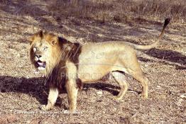 Image du Maroc Professionnelle de  MAX un jeune lion de l'atlas âgé de 7 ans effectue sa première sortie de cage depuis sa naissance au zoo de Témara près de Rabat. Mardi 27 Avril 1999. (Photo / Abdeljalil Bounhar) 